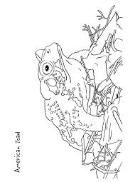 The most important aspect of the photo is the meaning it holds for you and the person you are designing for. Toad Coloring Page For Kids Free Printable Picture
