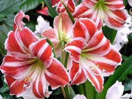 Common Houseplants To Be Aware With Cats And Dogs Vetbabble Amaryllis Flowers Flowers Flower Pot Design