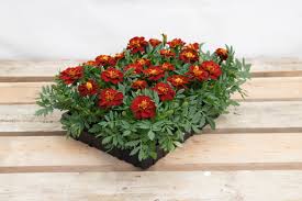 Image result for Tagetes patula
