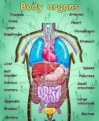 Forum Fluent Landbody Organs Vocabulary Fluent Land Human Body Vocabulary Human Body Organs Human Body Anatomy