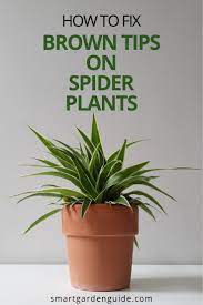 Why Does My Spider Plant Have Brown Tips Smart Garden Guide Spider Plants Plants Smart Garden