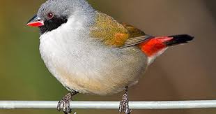 Finch Very Small Birds Of South Africa Swee Waxbill Bird Drawings Birds Bird