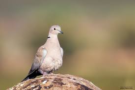 Collared Dove Kumru Streptopelia Decaocto By Mehmet Beyhan Sahan On 500px Doves Collars Animals