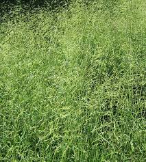 Image result for Leersia