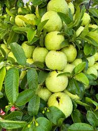 Image result for Psidium guajava