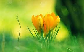 Flowers are one of the most beautiful creations of nature. 48 Cute Floral Wallpapers On Wallpapersafari