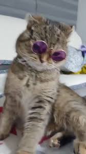 Funny Cat Grey Ombre Hair Cute Funny Animals Funny Animal Videos Funny Cats