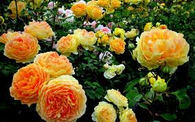 She has years of experience in caring for flowers and plants. Beautiful Rose Flower Garden Images Top Collection Of Different Types Of Flowers In The Images Hd