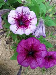 Petunias Petunias Plants