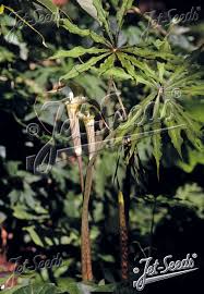Image result for Arisaema mildbraedii