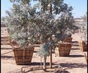 The shiny foliage is pretty year round. Sophora Secundiflora Silver Sierra Silver Texas Mountain Laurel Mountain States Wholesale Nursery