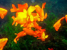 Guided Dives Snorkel San Diego