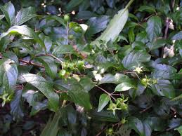 Image result for Heinsia