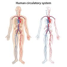 Even with the spell of doom once diagnosed with the disease, there are people who have been fully cured. How Does Lung Cancer Affect The Circulatory System Lung Cancer Lawsuit Lawyers Pintas Mullins Law Firm