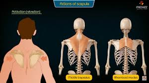 The scapula forms the back of the shoulder girdle. Movements Of The Scapula Medical Animation Upper Limb Anatomy Usmle Step 1 Youtube