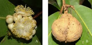 Image result for Huaceae