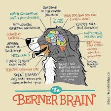 The bernese mountain dog requires regular brushing and combing, especially in some areas that are prone to tangling. Pin On Funny Dogs