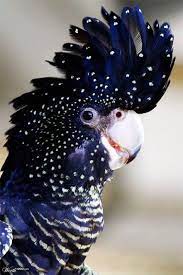 47 Best Ungewoehnliche Tiere Images On Pinterest Beautiful Birds Cutest Animals And Exotic Animals