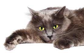 If your dog already has evidence of cancer in other abdominal organs or in the lungs, the prognosis is grave and your dog may only have a few weeks left. Identifying And Treating Liver Cancer In Cats Lovetoknow