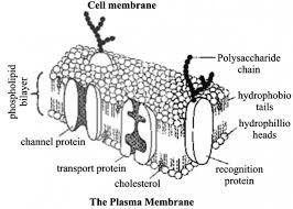 The fluid mosaic model of the plasma membrane. Draw A Neat And Labelled Diagram Of Cell Membrane Sarthaks Econnect Largest Online Education Community