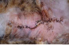 Lachowicz point to three key in other cases, it can be a much more aggressive, advanced type of mammary cancer where it's already a stage 4, and we might not be able to remove. First Description Of Feline Inflammatory Mammary Carcinoma Clinicopathological And Immunohistochemical Characteristics Of Three Cases Breast Cancer Research Full Text