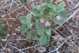 Image result for Pyrostria phyllanthoidea