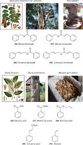 Image result for Scorodophloeus zenkeri