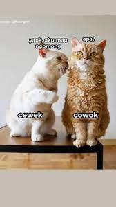 Kucing belang tiga, kucing tiga warna, kucing telon, kucing kaliko atau kucing belacu adalah kucing domestik yang memiliki warna putih dengan warna belang dari dua warna lain, yaitu warna. 450 Ide Idk Di 2021 Cartoon Jokes Humor Lucu Good Night Quotes