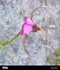 Image result for Disperis dicerochila