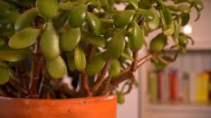 Check spelling or type a new query. Jade Plant Losing Leaves Problems Turning Yellow Dropping Off