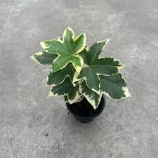 Image result for × Fatshedera