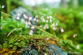 Image result for Linnaea borealis