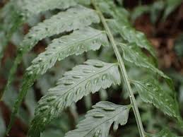 Image result for Asplenium gemmiferum