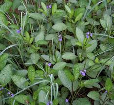 Image result for Verbenaceae