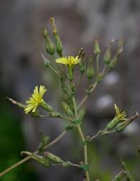 Image result for Lactuca imbricata