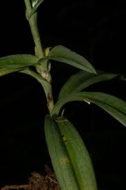 Image result for Habenaria walleri