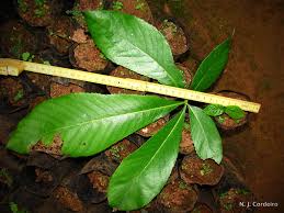 Image result for Myrianthus holstii