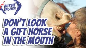 It's not what you were hoping for, but it's the best he could afford; Ae 421 Expression Don T Look A Gift Horse In The Mouth Aussie English