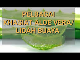 Kandungan aloevera itu seperti zinc, zat besi, sodium, kalium, kalsium, kromium dan magnesium, vitamin a, c dan e, flavonoid, dan fenol. Khasiat Aloe Vera Lidah Buaya Youtube