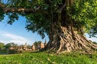 Image result for bodhi