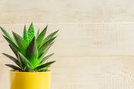 One leaf has also cracked. How To Take Care Of An Aloe Plant With Dark Spots