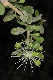 Image result for Maerua parvifolia