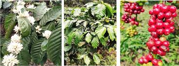 Image result for Coffea canephora
