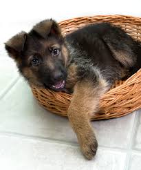 And if you're wondering what gsd puppies look like, we've got these pics. German Shepherds Puppies Behavior Characteristics To Watch Out For Misty Ridge