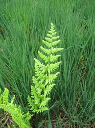 Image result for Megalastrum lanuginosum