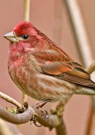 Brown Bird With Red Patch On Back Of Head Purple Finch They Live Around Here But They Always Look More Red To Me Birds Pretty Birds Beautiful Birds