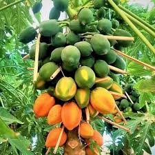 Image result for Carica papaya
