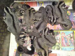 The pet sugar glider is a purplish blue color when first obtained. Shop Sugar Glider Malaysia 1600x1200 Wallpaper Teahub Io