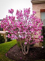Magnolia is a large, ancient genus with fossilised specimens. The Girls All About Tulip Magnolias The Home Garden Center