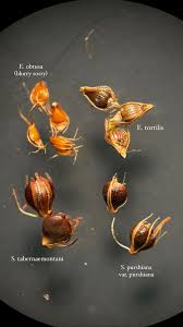 Image result for Cyperaceae